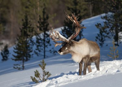 Rendier, Noord Finland. Kris De Rouck fotoreizen, natuurfotografie, natuurfotoworkshops