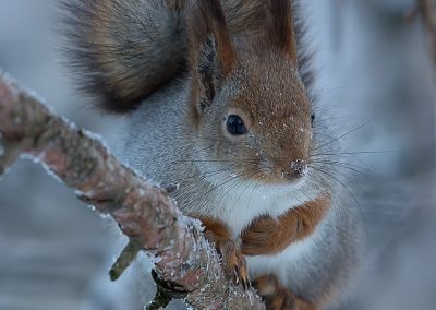 Rode Eekhoorn, Kaamanen Finland. Nature Talks fotoreizen, natuurfotografie, natuurfotoworkshops