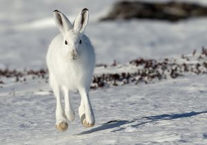 Sneeuwhaas, Varanger Noorwegen. Kris De Rouck fotoreizen, natuurfotografie, natuurfotoworkshops