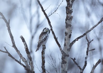 Nature_Talks-fotoreizen-natuurfotoworkshops-natuurfotografie_cursussen-Fins_lapland-Sperweruil-Lesley_van_Loo