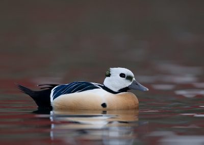 Stellers Eider, Batsfjord Noorwegen. Kris De Rouck fotoreizen, natuurfotografie, natuurfotoworkshops