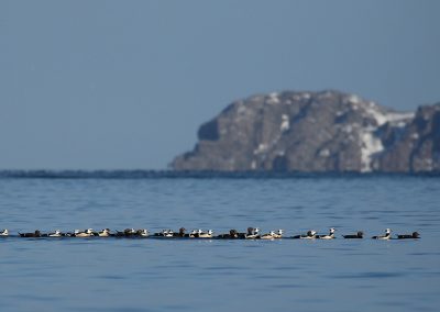 Stellers Eiders, Batsfjord Noorwegen. Kris De Rouck fotoreizen, natuurfotografie, natuurfotoworkshops