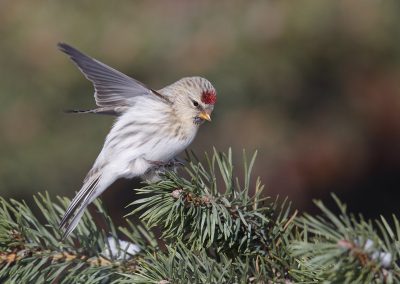 Nature_Talks-fotoreizen-natuurfotoworkshops-natuurfotografie_cursussen-Fins_lapland-Witstuitbarmsijs-Lesley_van_Loo