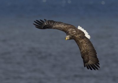 Zeearend, Varanger Noorwegen. Kris De Rouck fotoreizen, natuurfotografie, natuurfotoworkshops