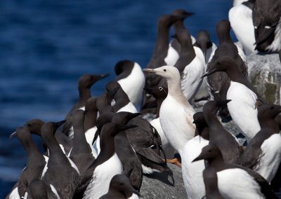 Zeekoeten , Hornoya, Varanger Noorwegen. Kris De Rouck fotoreizen, natuurfotografie, natuurfotoworkshops