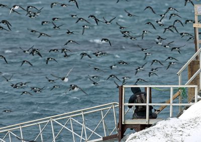 Zeekoeten en fotograaf, Hornoya, Varanger Noorwegen. Kris De Rouck fotoreizen, natuurfotografie, natuurfotoworkshops