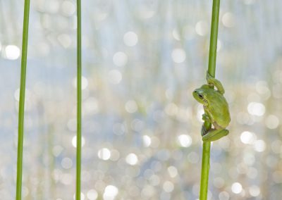 Trui_Heinhuis-nature_talks_photo_festival-fotoreizen-natuurfotoworkshops-natuurfotografie