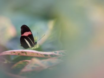 Macrofotografie workshop vlindertuin Junglepark Pantropica