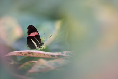 Trui_Heinhuis-nature_talks_photo_festival-fotoreizen-natuurfotoworkshops-natuurfotografie