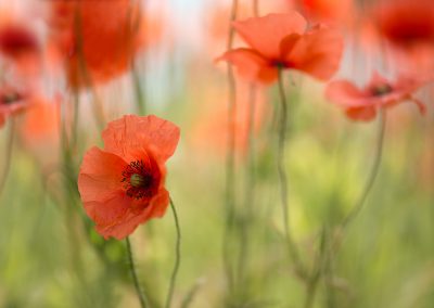 Trui_Heinhuis-nature_talks_photo_festival-fotoreizen-natuurfotoworkshops-natuurfotografie