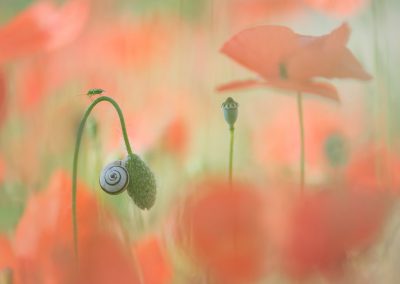 Trui_Heinhuis-nature_talks_photo_festival-fotoreizen-natuurfotoworkshops-natuurfotografie