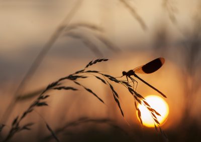 Trui_Heinhuis-nature_talks_photo_festival-fotoreizen-natuurfotoworkshops-natuurfotografie