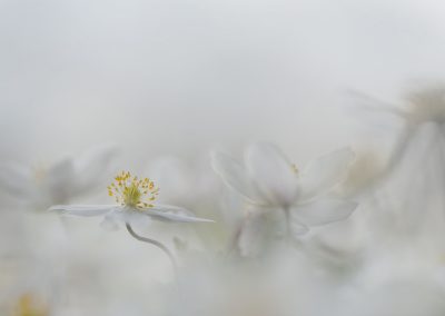 Trui_Heinhuis-nature_talks_photo_festival-fotoreizen-natuurfotoworkshops-natuurfotografie