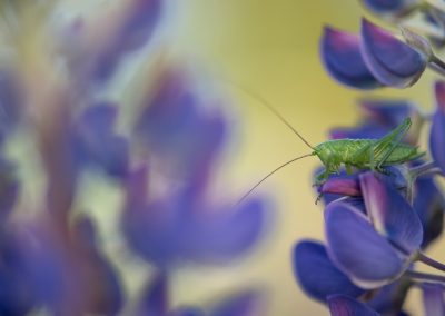 Trui_Heinhuis-nature_talks_photo_festival-fotoreizen-natuurfotoworkshops-natuurfotografie