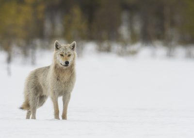 Nature_Talks-fotoreizen-natuurfotoworkshops-natuurfotografie_cursussen-Finland-wilde_wolven-peter_van_der_veen