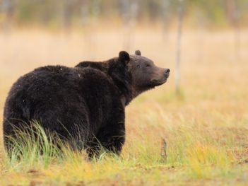 Fotoreis wilde beren en wolven in Finland (september)