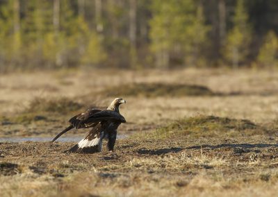 Nature_Talks-fotoreizen-natuurfotoworkshops-natuurfotografie_cursussen-steenarend-peter_van_der_veen