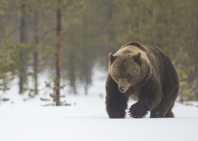 Nature_Talks-fotoreizen-natuurfotoworkshops-natuurfotografie_cursussen-Finland-wilde_Europese__bruine_beer-peter_van_der_veen