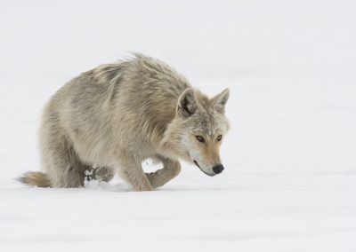 Nature_Talks-fotoreizen-natuurfotoworkshops-natuurfotografie_cursussen-Finland-wilde_wolven-peter_van_der_veen