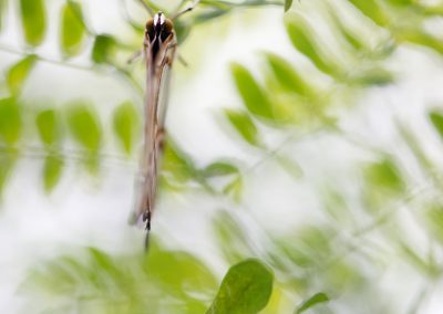 Trui_Heinhuis-nature_talks_photo_festival-fotoreizen-natuurfotoworkshops-natuurfotografie