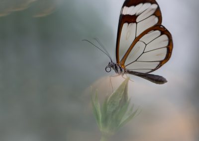 Trui_Heinhuis-nature_talks_photo_festival-fotoreizen-natuurfotoworkshops-natuurfotografie