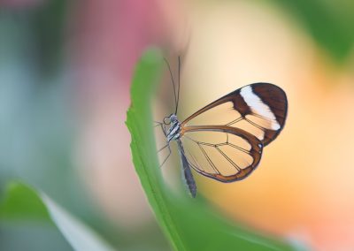 Trui_Heinhuis-nature_talks_photo_festival-fotoreizen-natuurfotoworkshops-natuurfotografie