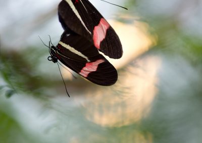 Trui_Heinhuis-nature_talks_photo_festival-fotoreizen-natuurfotoworkshops-natuurfotografie