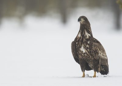 Nature_Talks-fotoreizen-natuurfotoworkshops-natuurfotografie_cursussen-steenarend-peter_van_der_veen