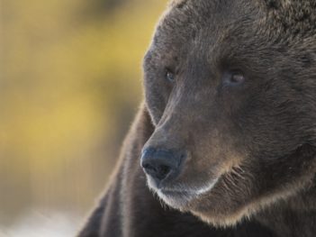Fotoreis wilde beren, korhoen, auerhoen en meer in Finland