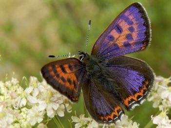 Vlinderfotoreis Eifel en Ardennen: op zoek naar spectaculaire soorten!