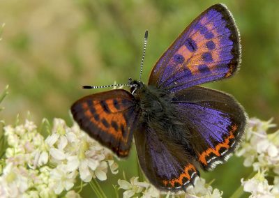 Nature-Talks-Vlinderfotoreis_eifel_en_ardennen-natuurfotografieworkshops-fotografie_reizen-workshop-Henkjan_Kievit-Kars_Veling-Vlinderstichting