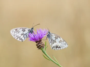 Vlinderfotoreis Eifel en Ardennen: op zoek naar spectaculaire soorten!