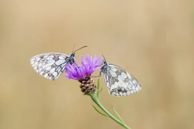 Vlinderfotoreis Eifel en Ardennen: op zoek naar spectaculaire soorten!