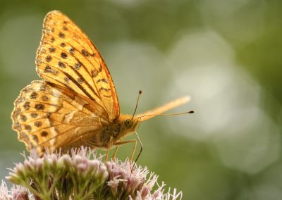 Nature-Talks-Vlinderfotoreis_eifel_en_ardennen-natuurfotografieworkshops-fotografie_reizen-workshop-Henkjan_Kievit-Kars_Veling-Vlinderstichting