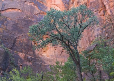 Fotoreis-Amerika-USA-Zion-Nature_Talks