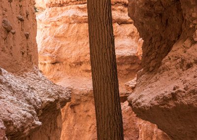 Fotoreis-Amerika-USA-Bryce_Canyon-Nature_Talks