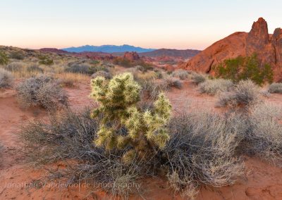 Fotoreis-Amerika-USA-Scottsdale-Saguaro_Cactus-Nature_Talks