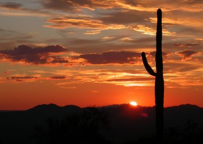 Fotoreis-Amerika-USA-Scottsdale-Saguaro_Cactus-Nature_Talks