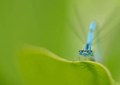 Waterjuffer | Herman van der Hart | Nature Talks | Fotoreizen, natuurfotografie, fotoworkshops