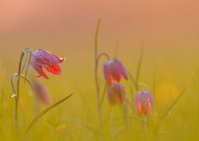 Kievitsbloemen | Herman van der Hart | Nature Talks | Fotoreizen, natuurfotografie, fotoworkshops