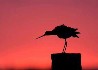 Grutto op paal in avondschemering | Herman van der Hart | Nature Talks | Fotoreizen, natuurfotografie, fotoworkshops