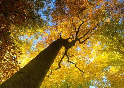Boom in herfst | Herman van der Hart | Nature Talks | Fotoreizen, natuurfotografie, fotoworkshops