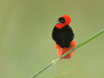 Fotoreis Gambia kleurrijke vogels van West Afrika