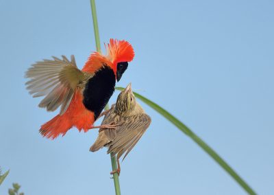 Franciscanerwever aan het paren | Herman van der Hart | Nature Talks | Fotoreizen, natuurfotografie, fotoworkshops