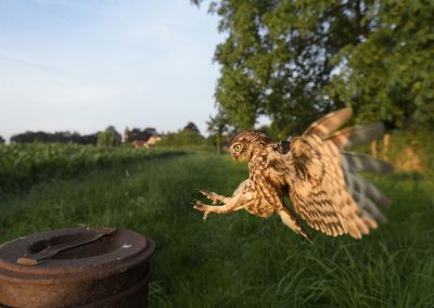 Steenuiltje vliegt | Herman van der Hart | Nature Talks | Fotoreizen, natuurfotografie, fotoworkshops