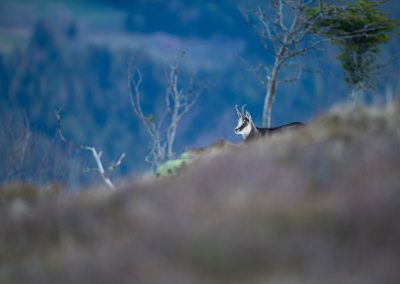 Gems in de Vogezen | Herman van der Hart | Nature Talks| Herman van der Hart | Nature Talks | Fotoreizen, natuurfotografie, fotoworkshops