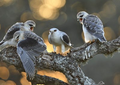 Grijze wouw met jongen | Herman van der Hart | Nature Talks | Fotoreizen, natuurfotografie, fotoworkshops