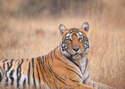 Fotoreis India tijgers