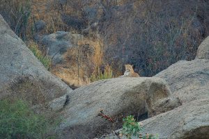 Fotoreis India-natuurreis-natuurfotografie-luipaarden van Bera en pauwen-Herman_van_der_Hart_1-Nature Talks