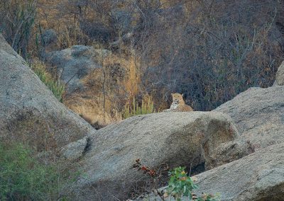 Fotoreis India-natuurreis-natuurfotografie-luipaarden van Bera en pauwen-Herman_van_der_Hart_1-Nature Talks